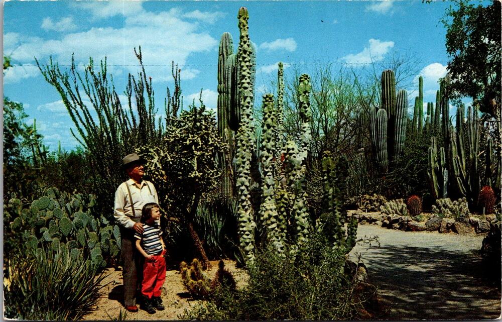 Large Collection of Cacti Desert Botanical Garden AZ Vintage Postcard SP10-17